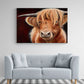 Highland Ginger Cow